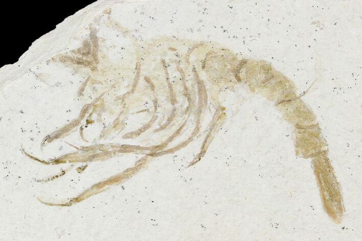 Detailed, Fossil Shrimp - Solnhofen Limestone #108911
